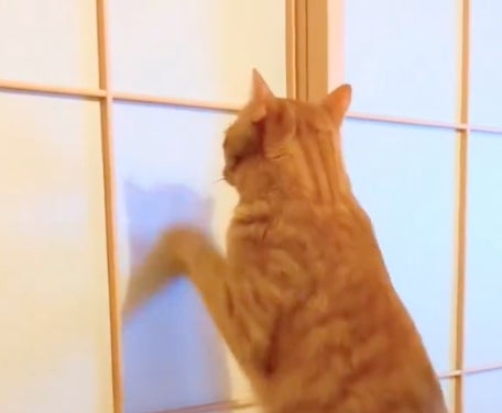 プラ製の障子紙に挑む愛猫⇨その実力に「これはすごい」「ジワる」と爆笑