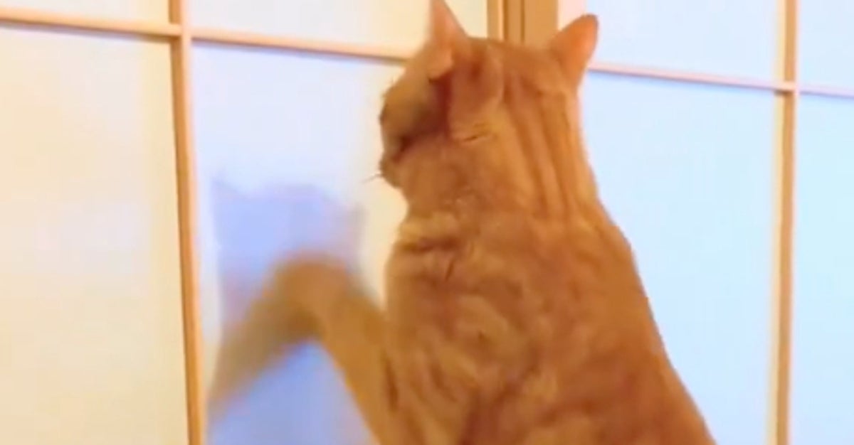 プラ製の障子紙に挑む愛猫⇨その実力に「これはすごい」「ジワる」と爆笑