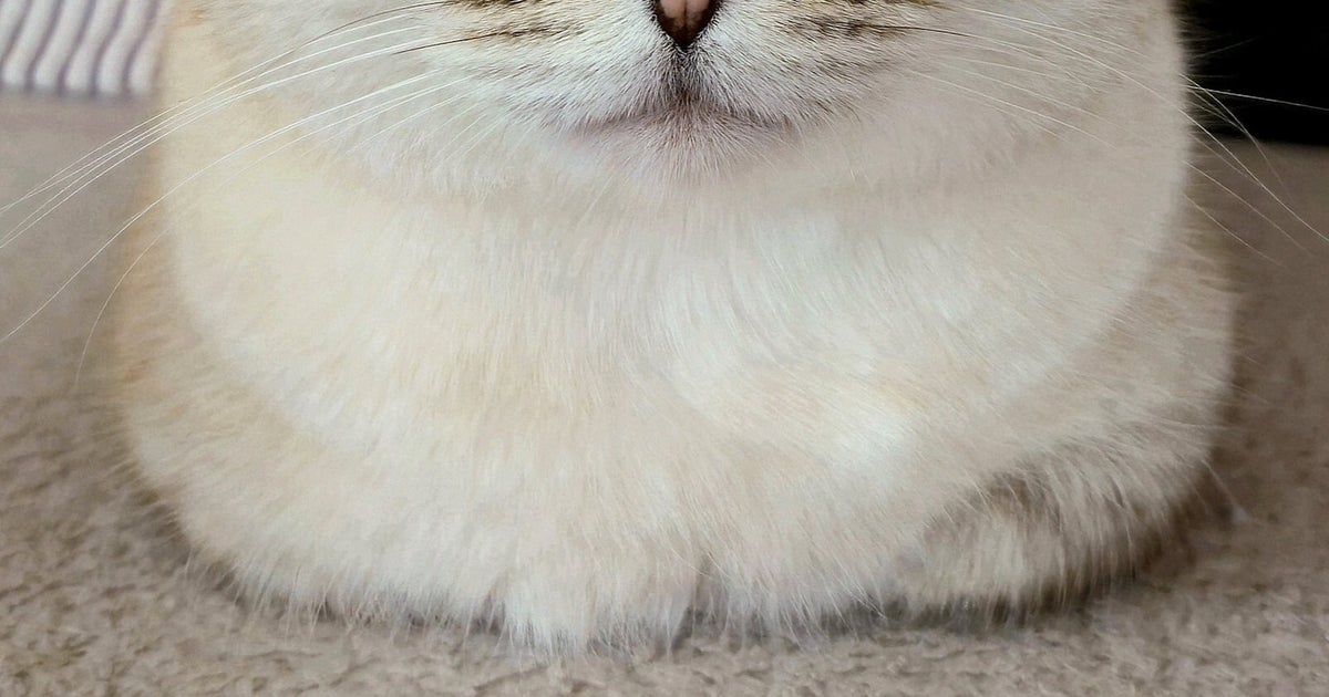 ヒトの子を守り続ける愛猫、“離れない”決意の高箱座りに「神々しい」「頼りになる」と大反響