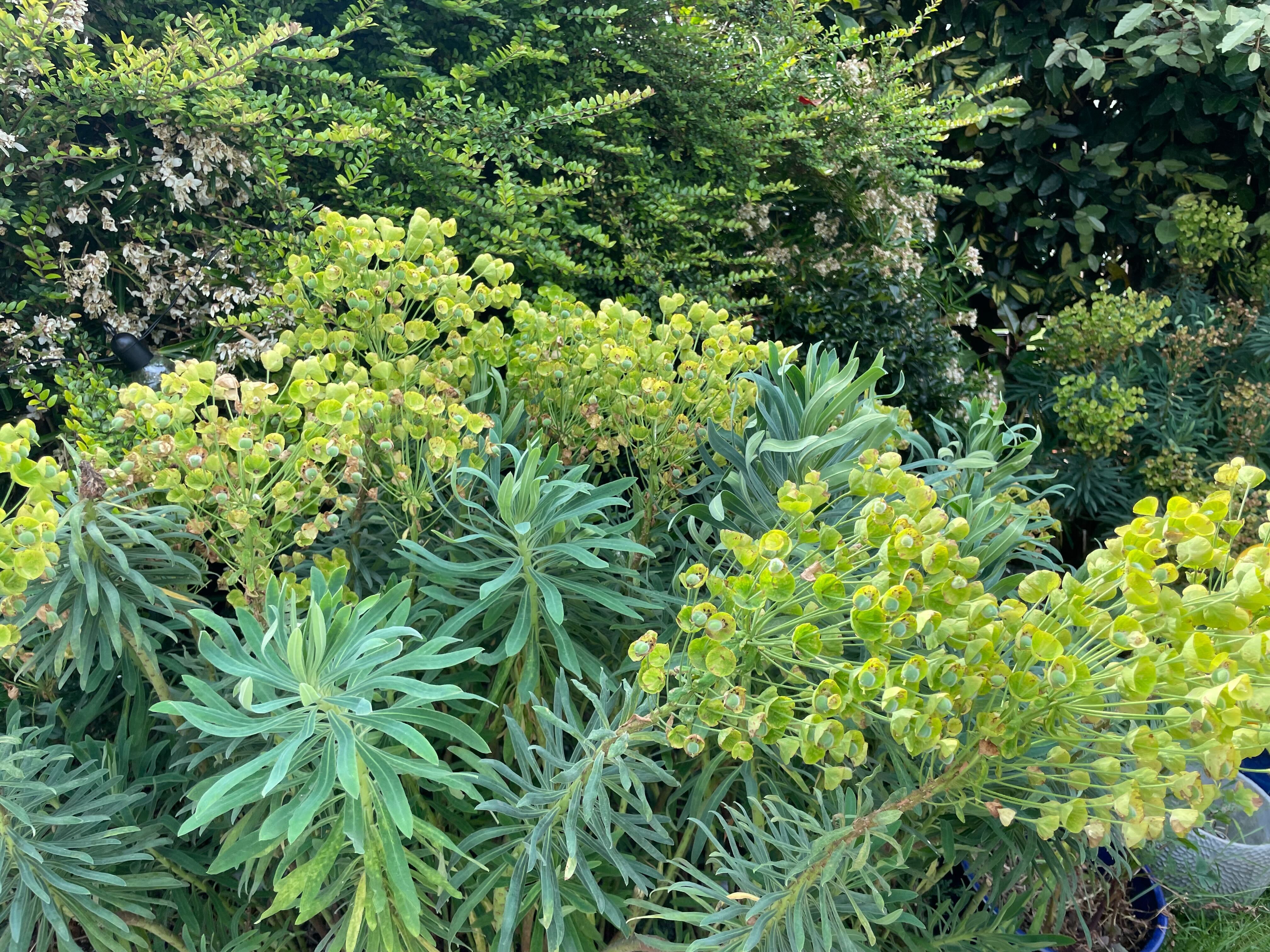 June's One Of The Busiest Months For Gardening – These Are The Jobs To Prioritise