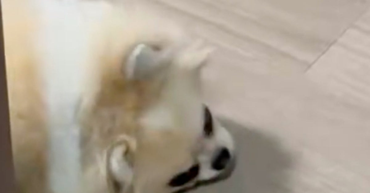 長風呂した飼い主にキレる愛犬⇨“一言”で表情が激変！「単純な子w」「一瞬で怒り吹き飛んでる」