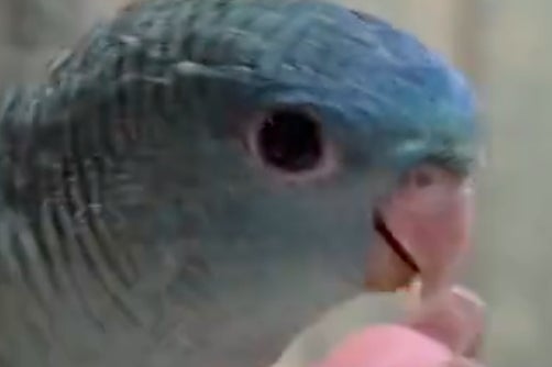 今にも飛び立ちそうなインコのヒナ⇨“まさかの結末”に爆笑「ヘリみたいな音出しよってw」