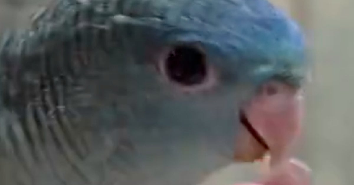 今にも飛び立ちそうなインコのヒナ⇨“まさかの結末”に爆笑「ヘリみたいな音出しよってw」