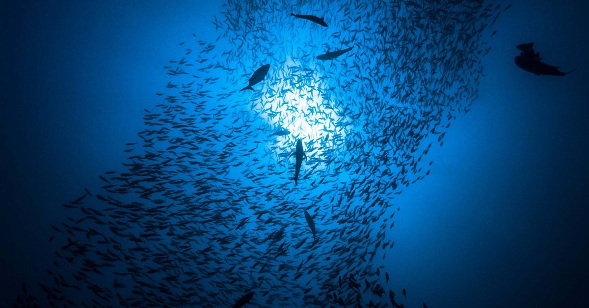 新種の魚「ソレノストムス・スナッフルパガス」が“あれ”にしか見えない。比較画像が話題に