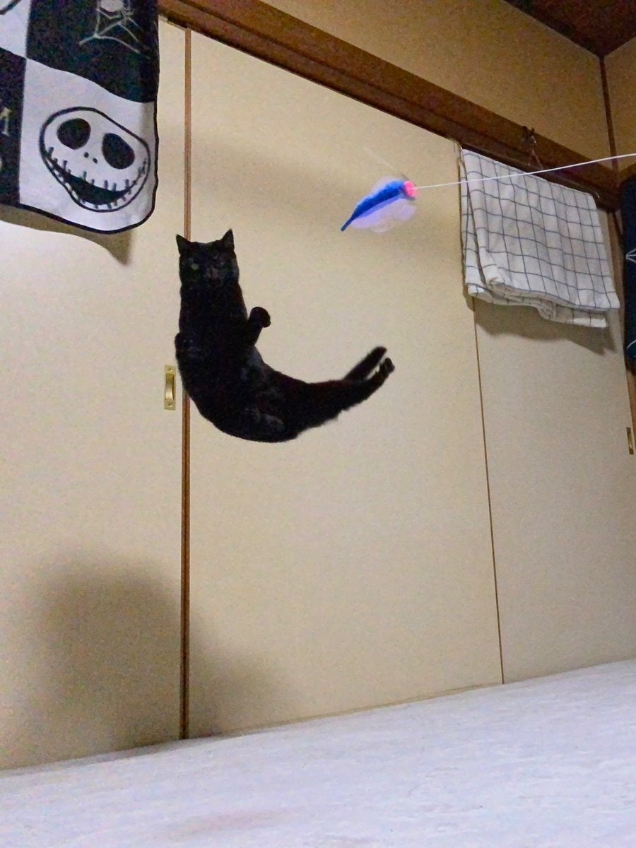 ジャンプした黒猫が「し」にしか見えない…！“奇跡のフォルム”に「芸術作品」「最高すぎる」