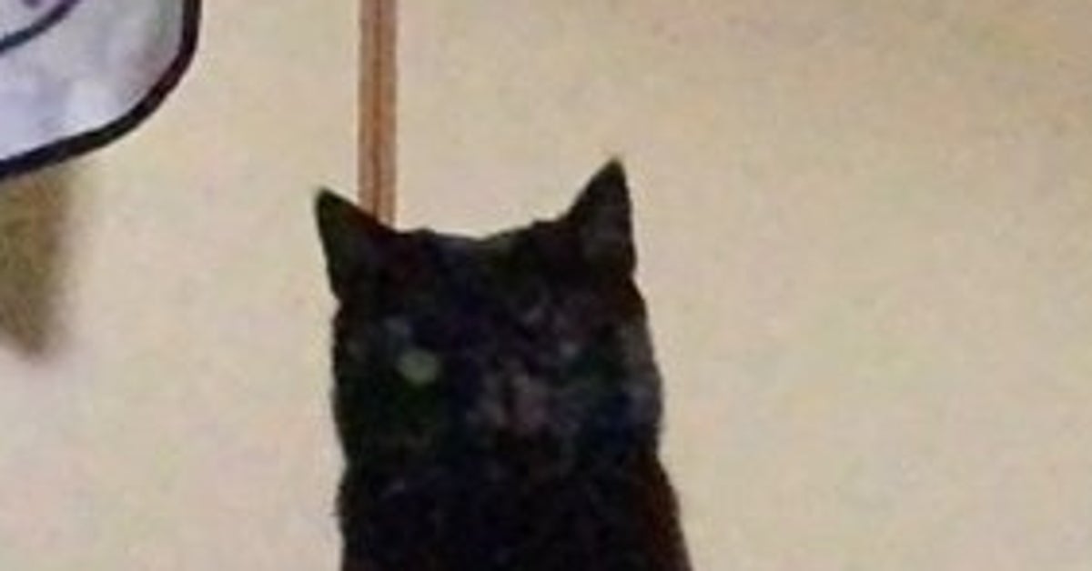 ジャンプした黒猫が「し」にしか見えない…！“奇跡のフォルム”に「芸術作品」「最高すぎる」