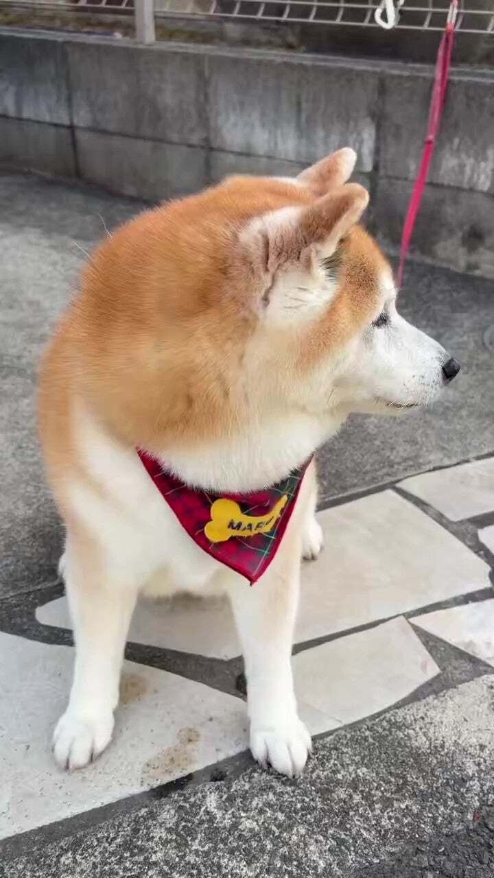 「いい顔して」って言ったら……飼い主のリクエストに応える柴犬に「優しくてあったかい気持ちになる」「100点の笑顔」とSNSメロメロ