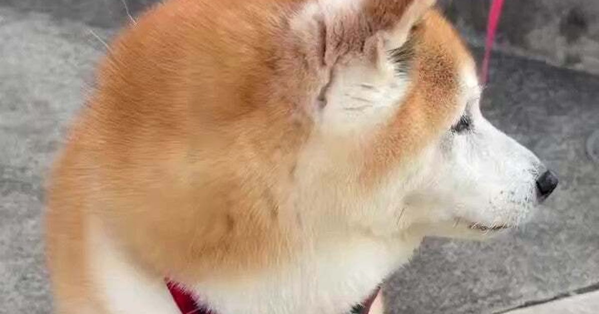 「いい顔して」って言ったら……飼い主のリクエストに応える柴犬に「優しくてあったかい気持ちになる」「100点の笑顔」とSNSメロメロ