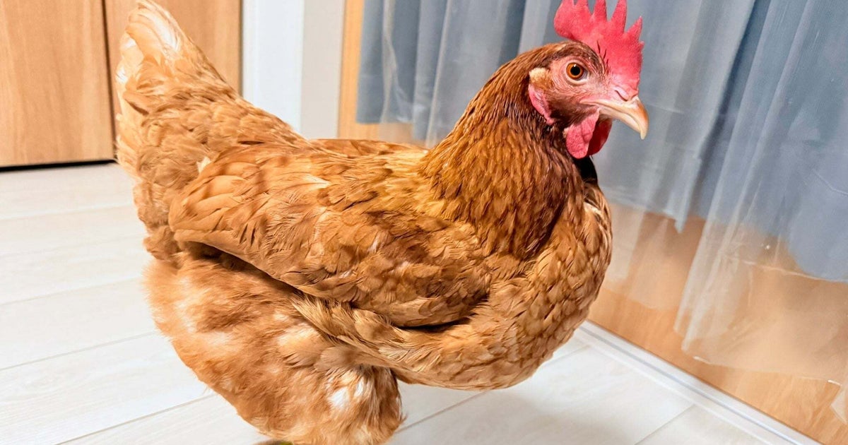 「こんな垂直とび初めて見ました」ニワトリのまさかの姿にSNS驚き