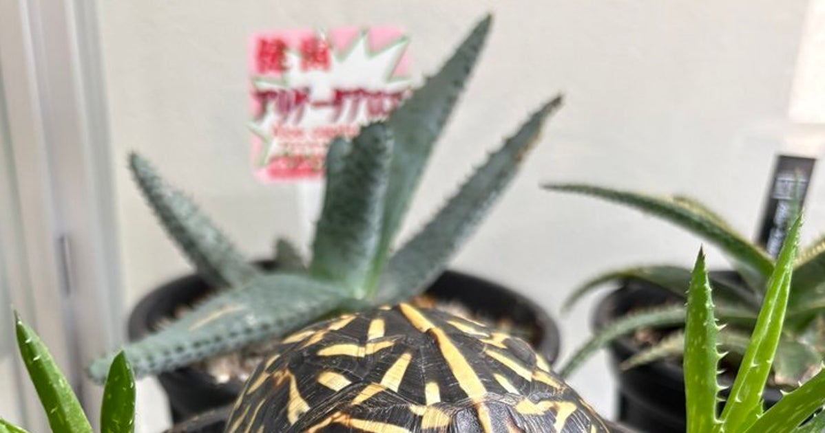 擬態レベルが高すぎる…！アロエ鉢と同化するカメに、思わず「なんしとんねん」