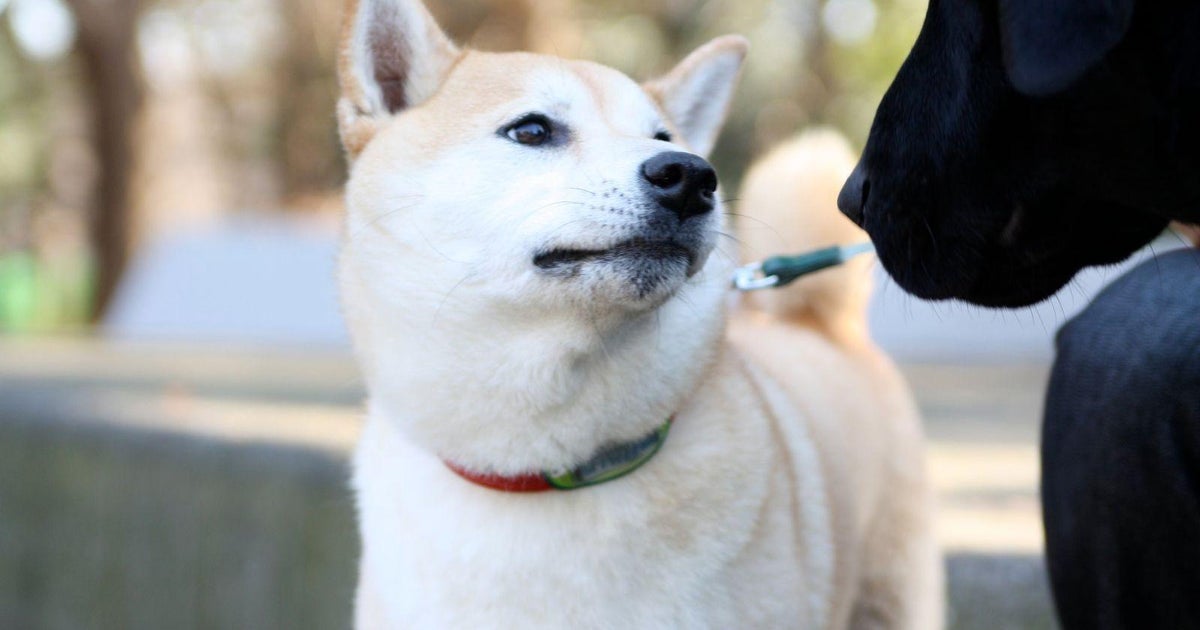 自責と後悔が止まらない。18年家族だった愛犬「どんべえ」を亡くした音楽ライターがペットロスに苦しんだ末に見つけたこと。