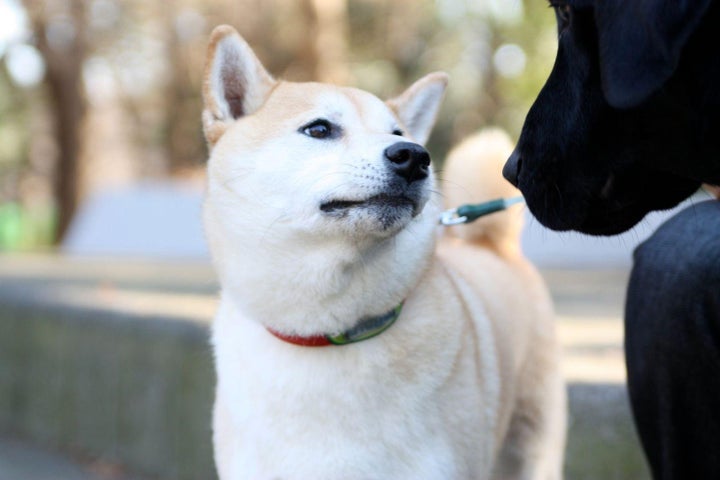 どんべえ
