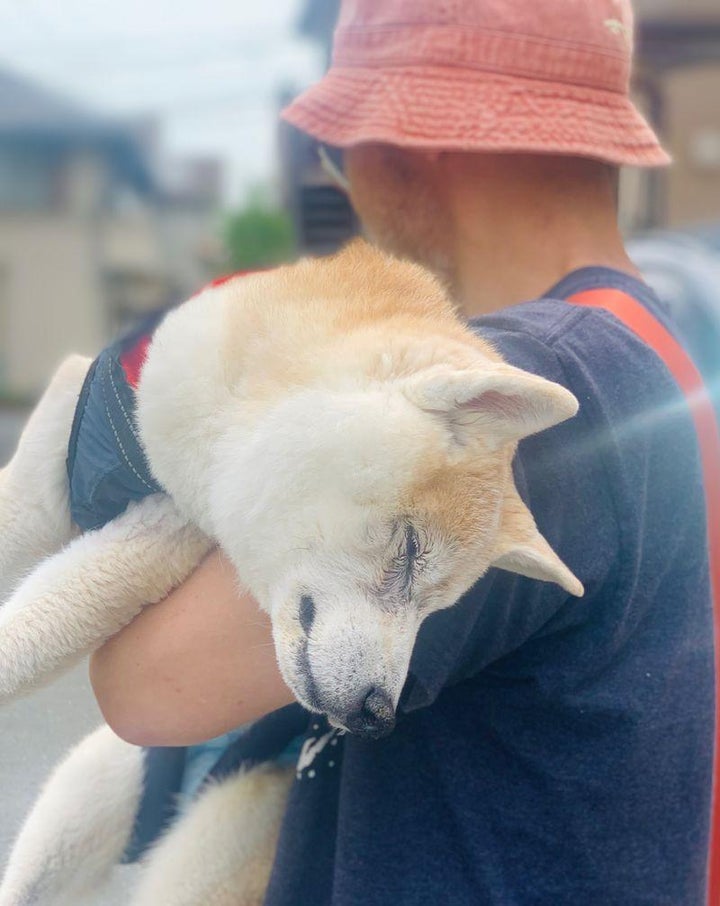 晩年のどんべえ。日向ぼっこの途中