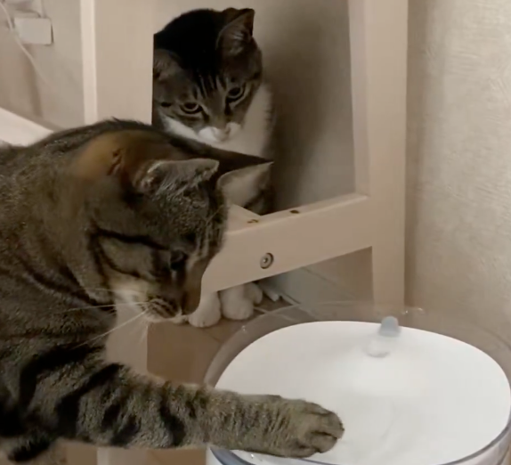 考え込むネコの仕草が人間すぎた。「猫もわからないときそうするんだ」「首おっこちそう」