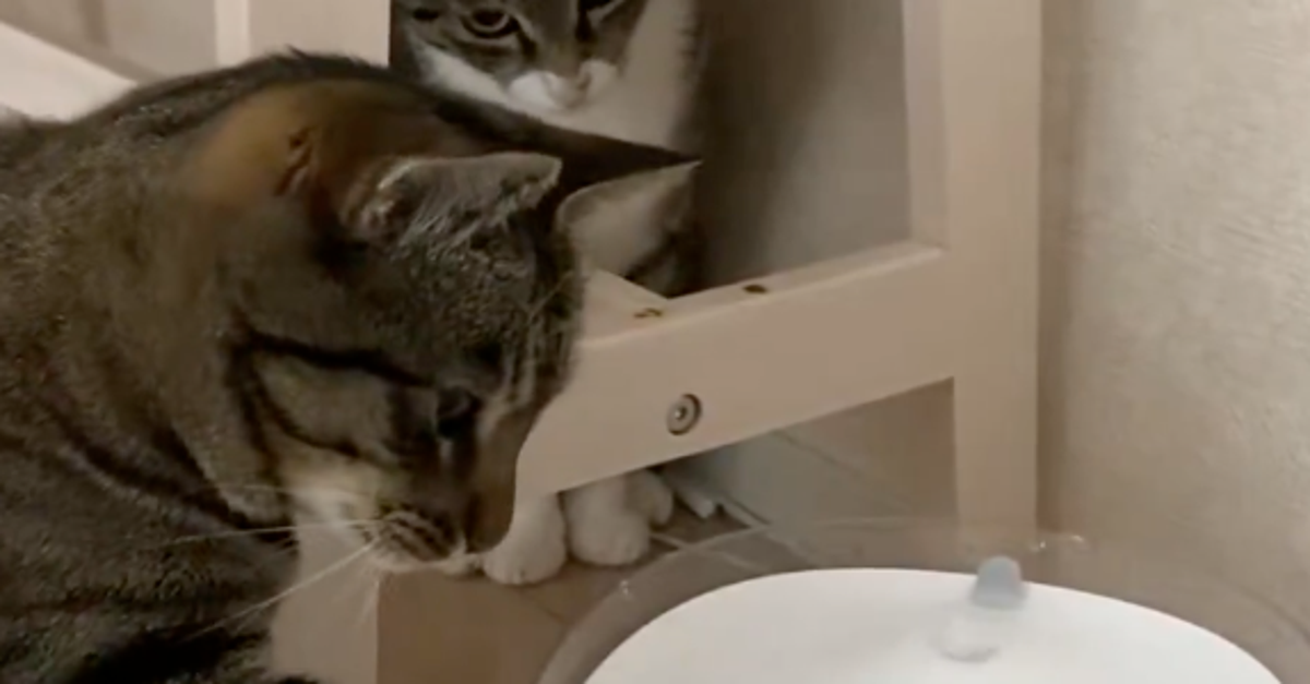 考え込むネコの仕草が人間すぎた。「猫もわからないときそうするんだ」「首おっこちそう」
