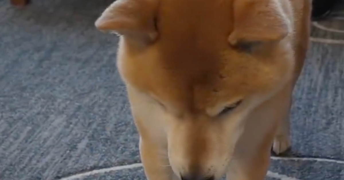生まれたばかりの人間の弟にお気に入りのおもちゃを“どうぞ”。柴犬の姿に「尊い」「心が洗われる」