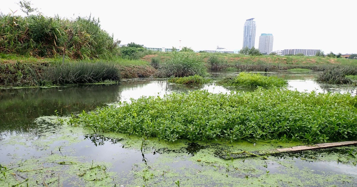 この緑色の水草、「かなりやばい」の声。東京・荒川沿いにも生息、大群落を形成する厄介な外来生物