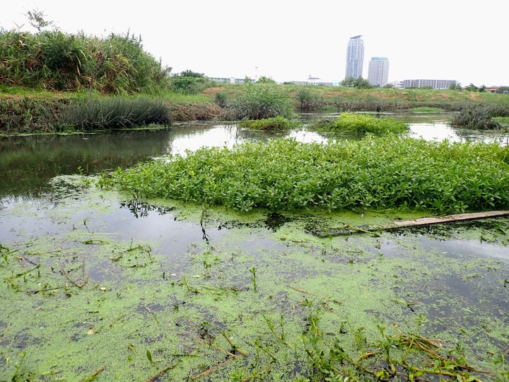 東京都内の荒川沿いで繁茂する様子（2024年9月撮影）