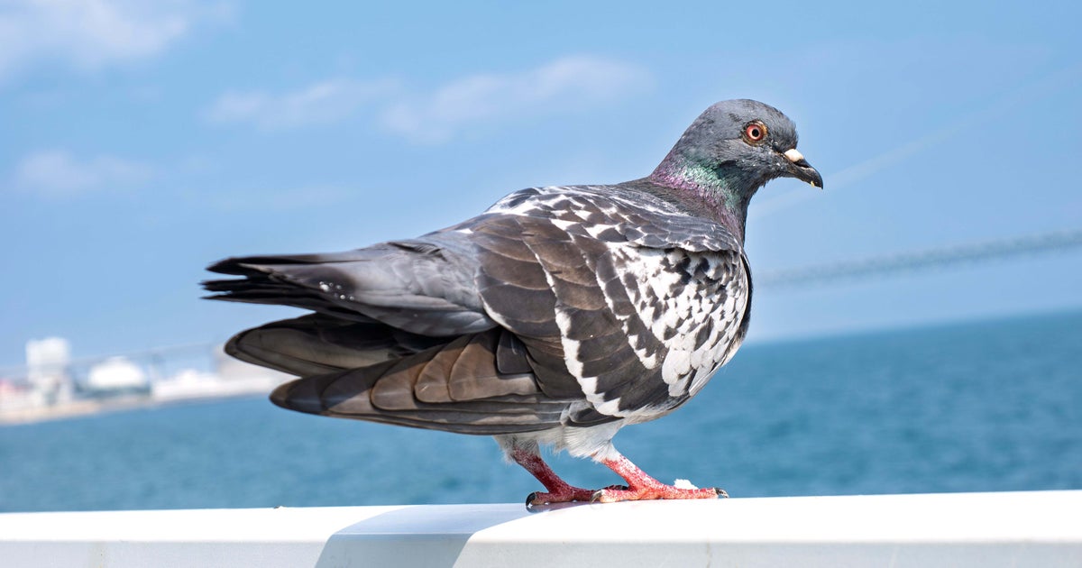 ズコーッ！ 盛大にズッコケる鳩→「予想以上にべちゃーってなってた」「ヒヤリハット」「笑ってしまう」