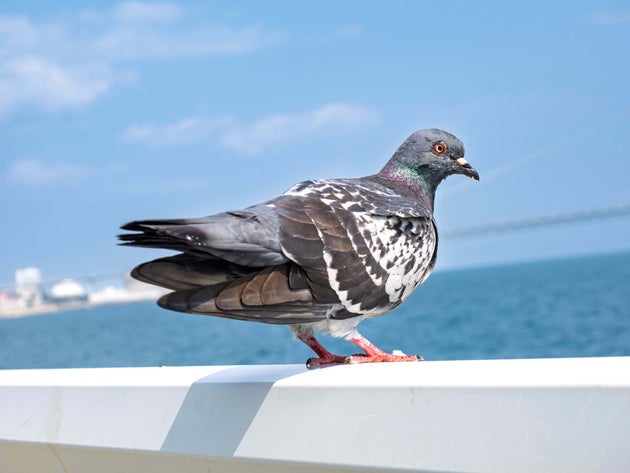 鳩のイメージ画像