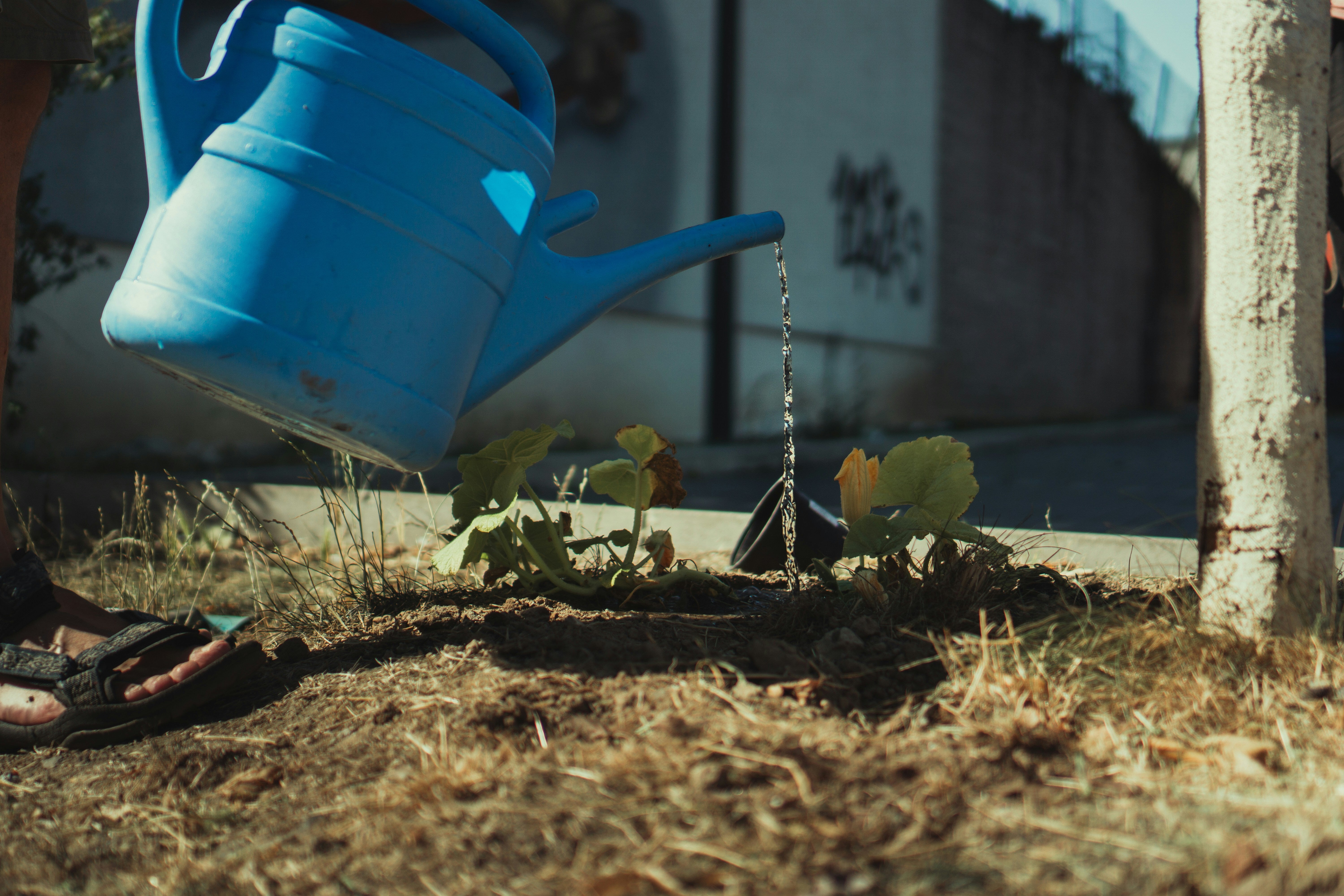 Gardeners Urged Not To Water Lawn In Heatwave, Even If It Browns