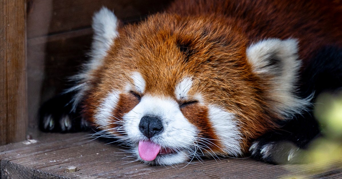 激変！レッサーパンダの“悪だくみ顔”⇨カメラを見つめる表情に「渋すぎる」「初のワイルドさ」と反響
