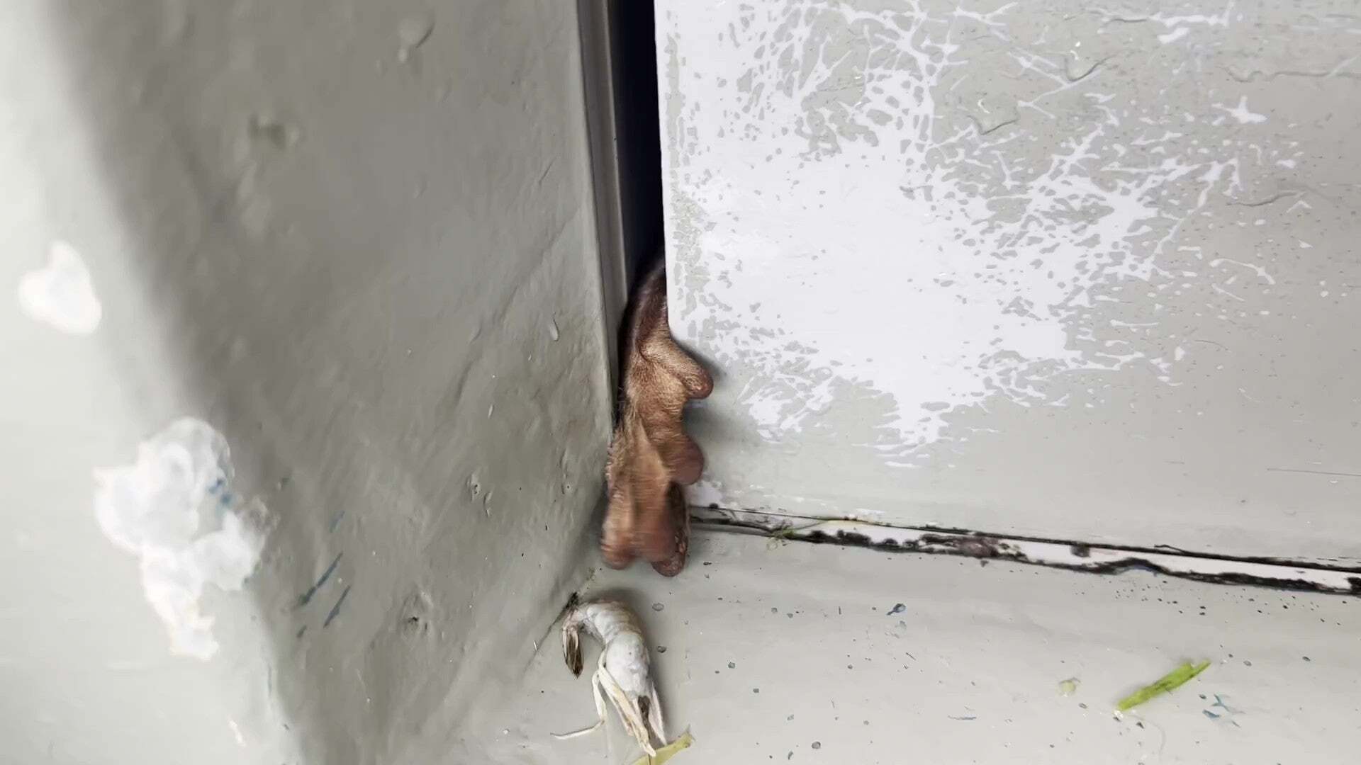 【サンシャイン水族館】「掃除をしていたら…」 隙間から出てきた動物の手にSNS驚愕、「一瞬ホラーかと思った」「一所懸命さが伝わってくる」と話題に