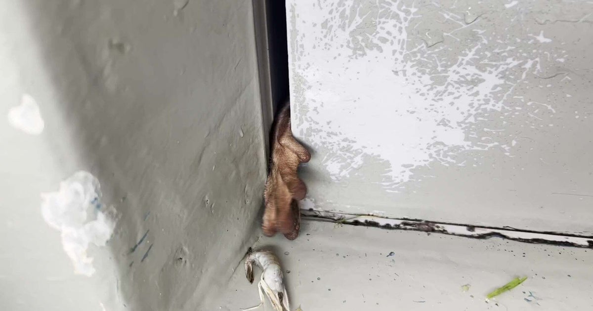 【サンシャイン水族館】「掃除をしていたら…」 隙間から出てきた動物の手にSNS驚愕、「一瞬ホラーかと思った」「一所懸命さが伝わってくる」と話題に