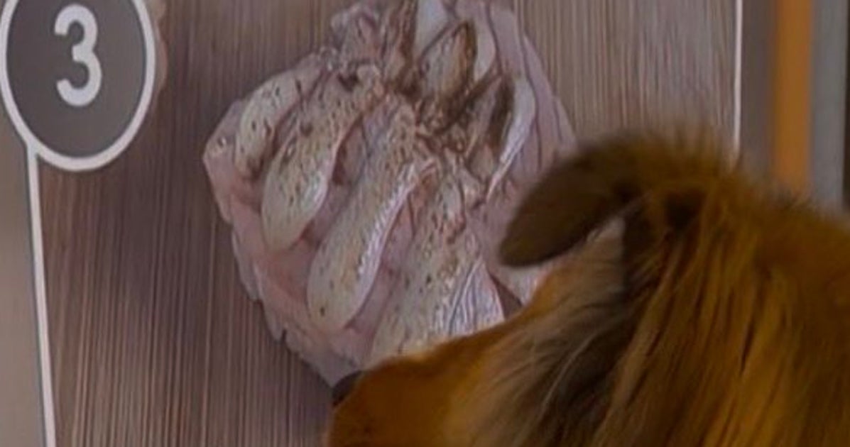 愛犬がテレビに映る寿司を前にみせた行動⇨「可愛すぎる」「残念ながら味はしない」と爆笑