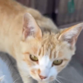 泥だらけの子猫を保護⇨親を探すための“ユニークな行動”に「探偵みたい」「見つかるといいね」と6.1万いいね