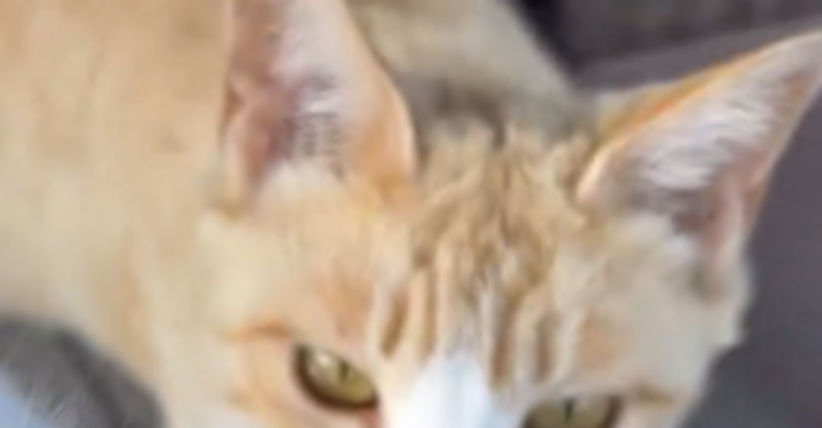 泥だらけの子猫を保護⇨親を探すための“ユニークな行動”に「探偵みたい」「見つかるといいね」と6.1万いいね