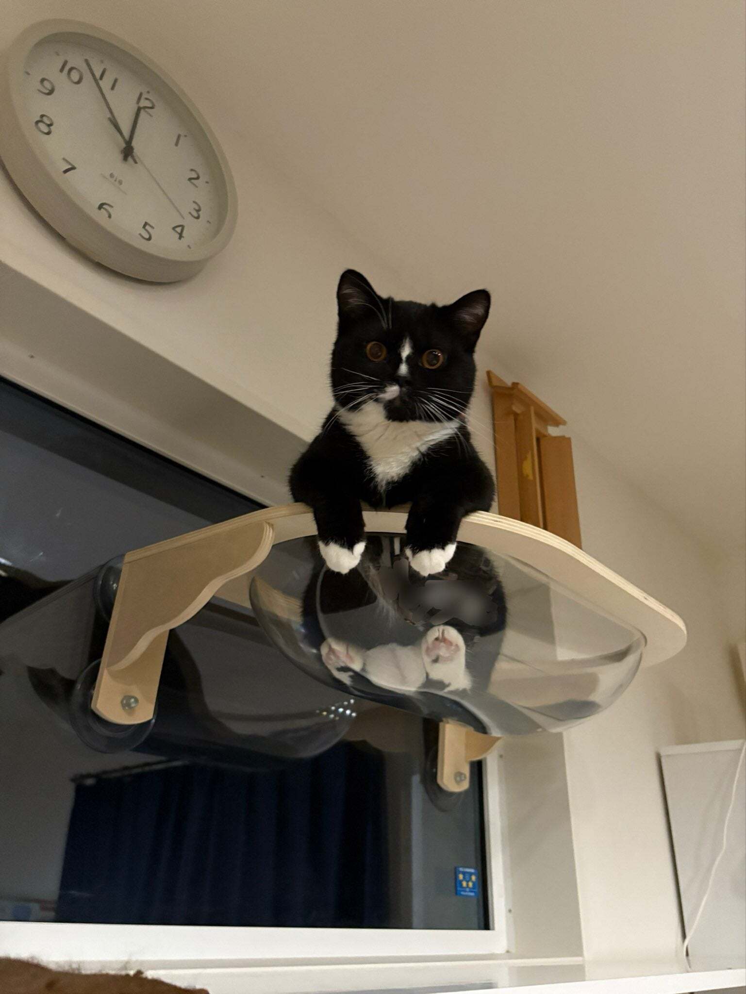 猫ちゃんの「変なポーズ」が44万いいねの大バズリ「前世はムササビに違いない」「ヒヤヒヤする」