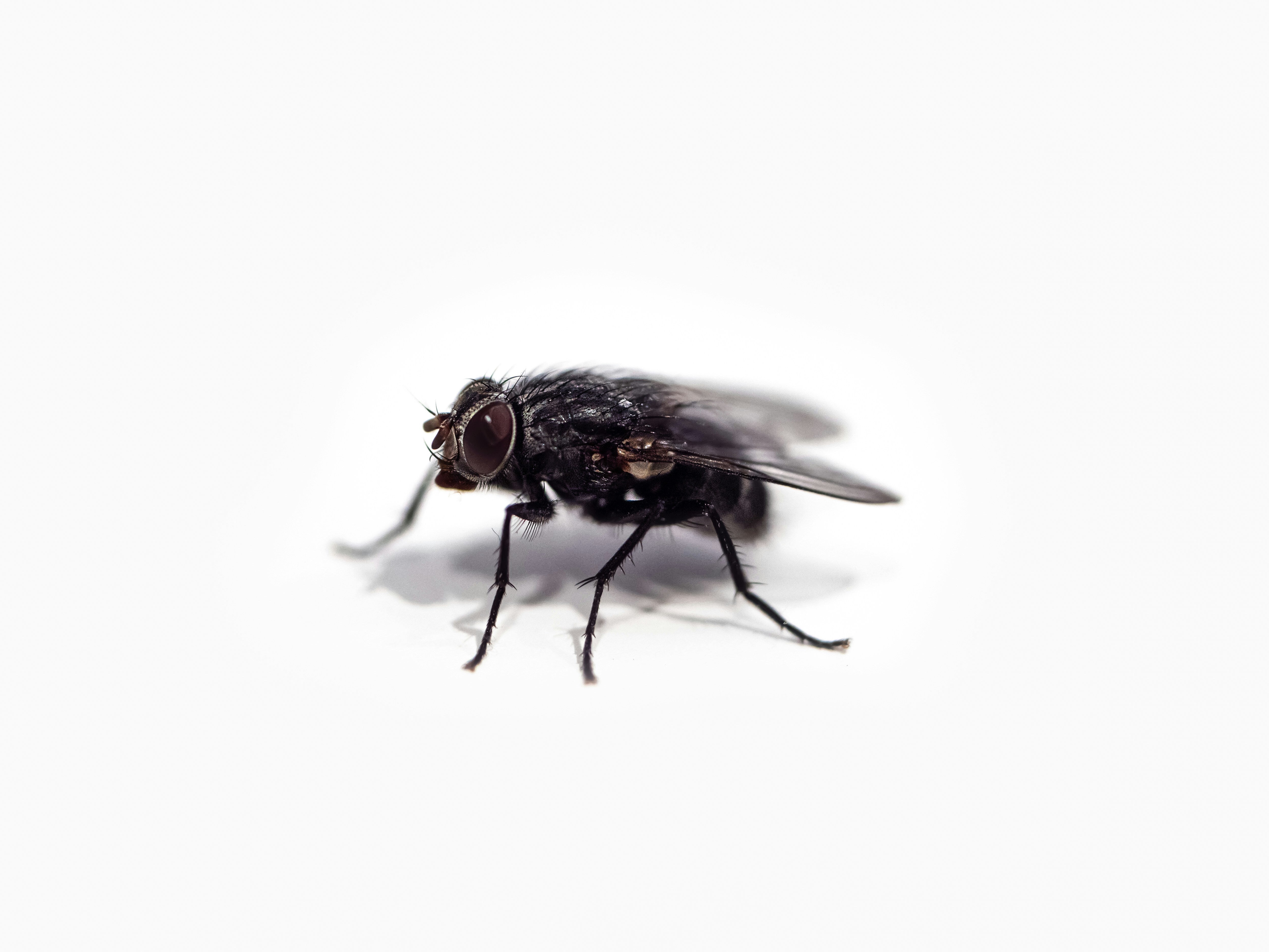 Insect Expert Explains Why You've Suddenly Got So Many Flies In Your Home
