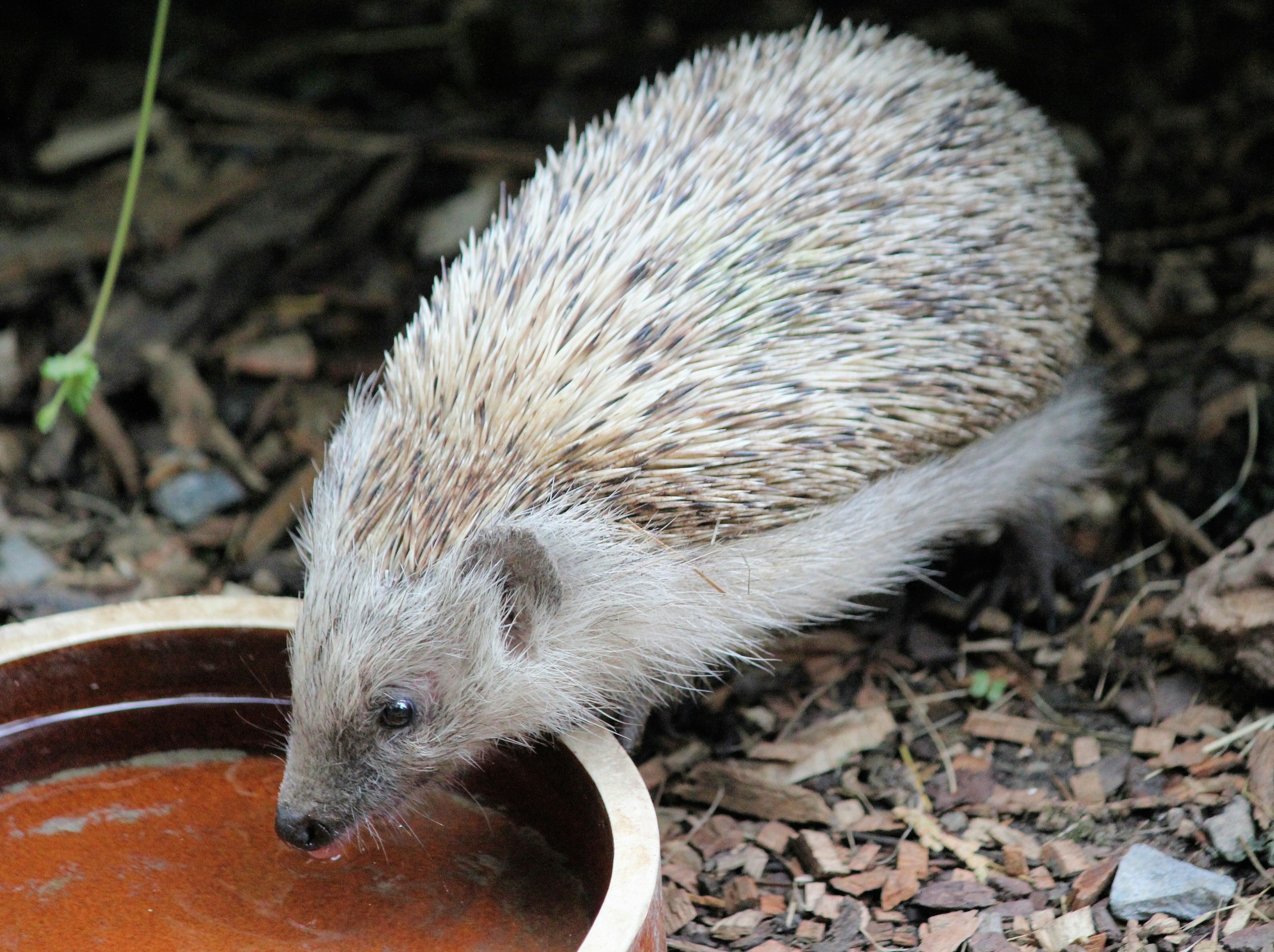 Wildlife Charity Urges Gardeners To Give An 'Extra Hand' This Week