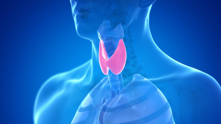 The thyroid is a small, butterfly-shaped endocrine gland that's located at the base of the neck, just underneath your Adam's apple.