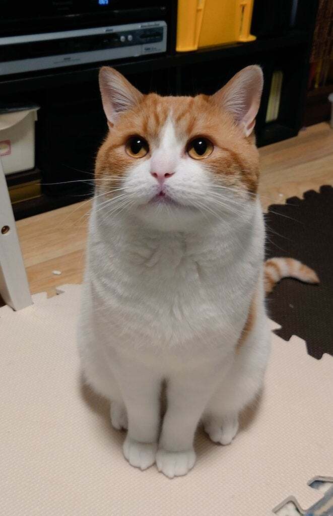 「ニャムスター」ハムスターのような猫の後ろ姿にSNSメロメロ「もちもちほっぺ」「ほっぺがほぼこぼれおちてる」