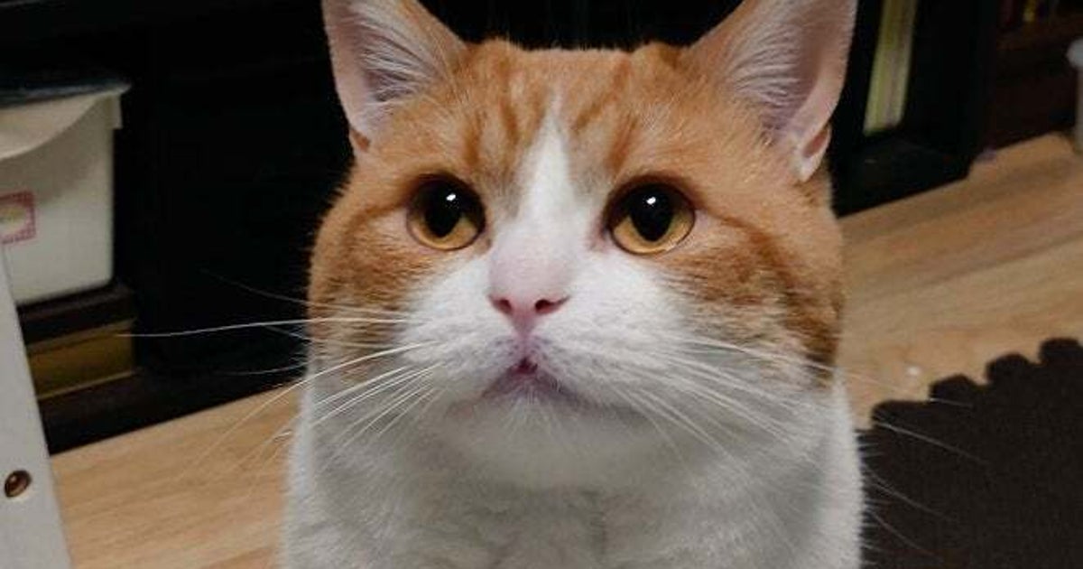 「ニャムスター」ハムスターのような猫の後ろ姿にSNSメロメロ「もちもちほっぺ」「ほっぺがほぼこぼれおちてる」