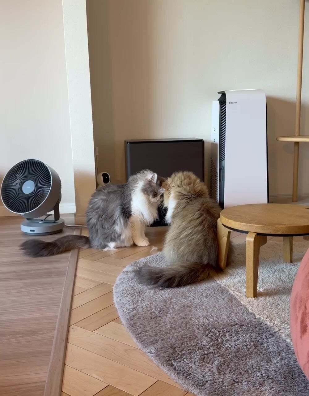 「なにそれ ケンカなのか」　平和すぎる猫たちのじゃれあいに「一生見てられる」「かわいいじゃれ愛」とSNSほっこり