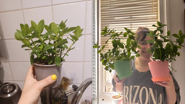  the same mint plant, but with more growth, on the right