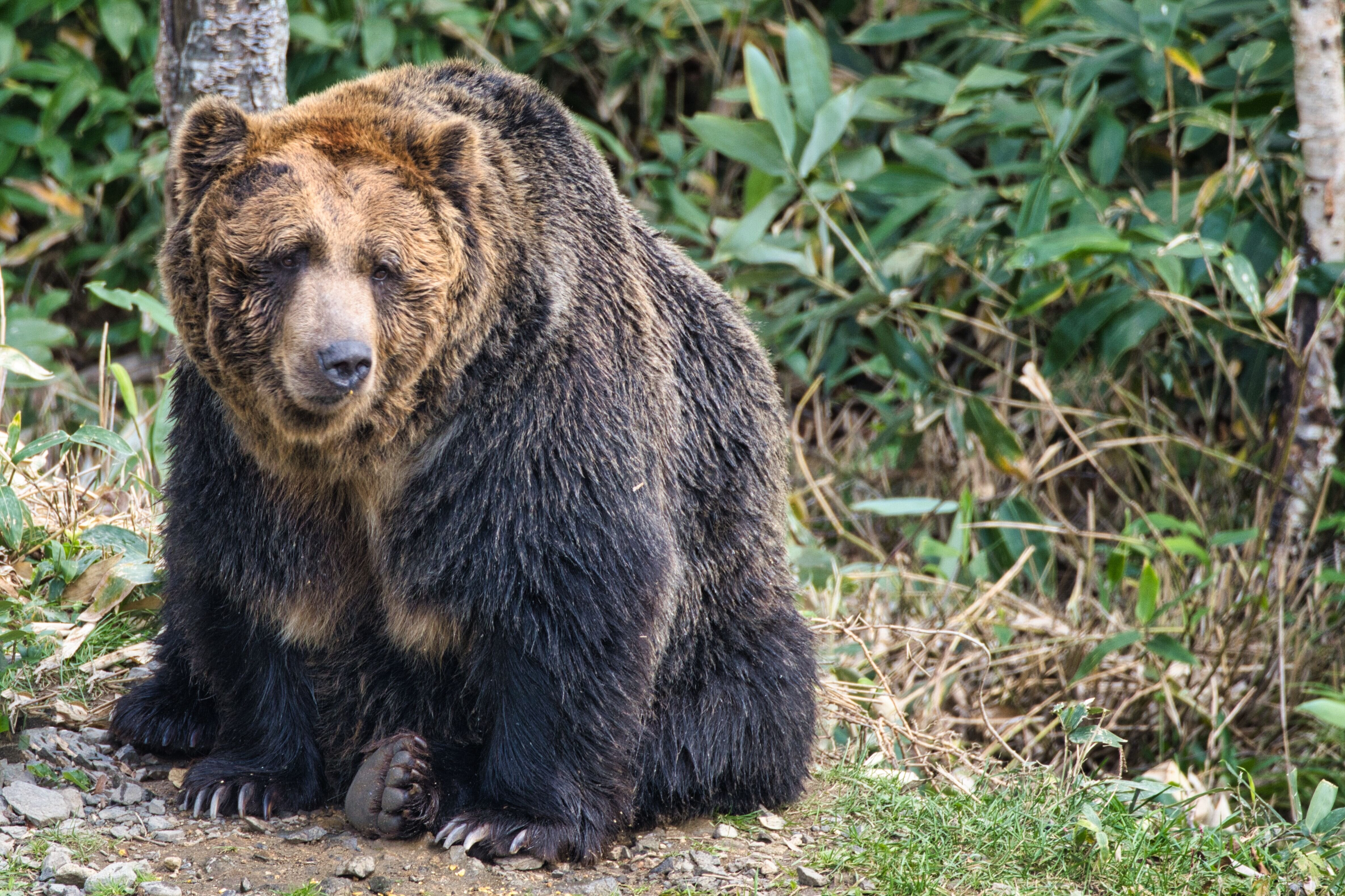 北海道・札幌市円山動物園のヒグマの冬眠穴の“サイズ感”にネット騒然⇨「でかい！」「改めてすごい生き物」の声