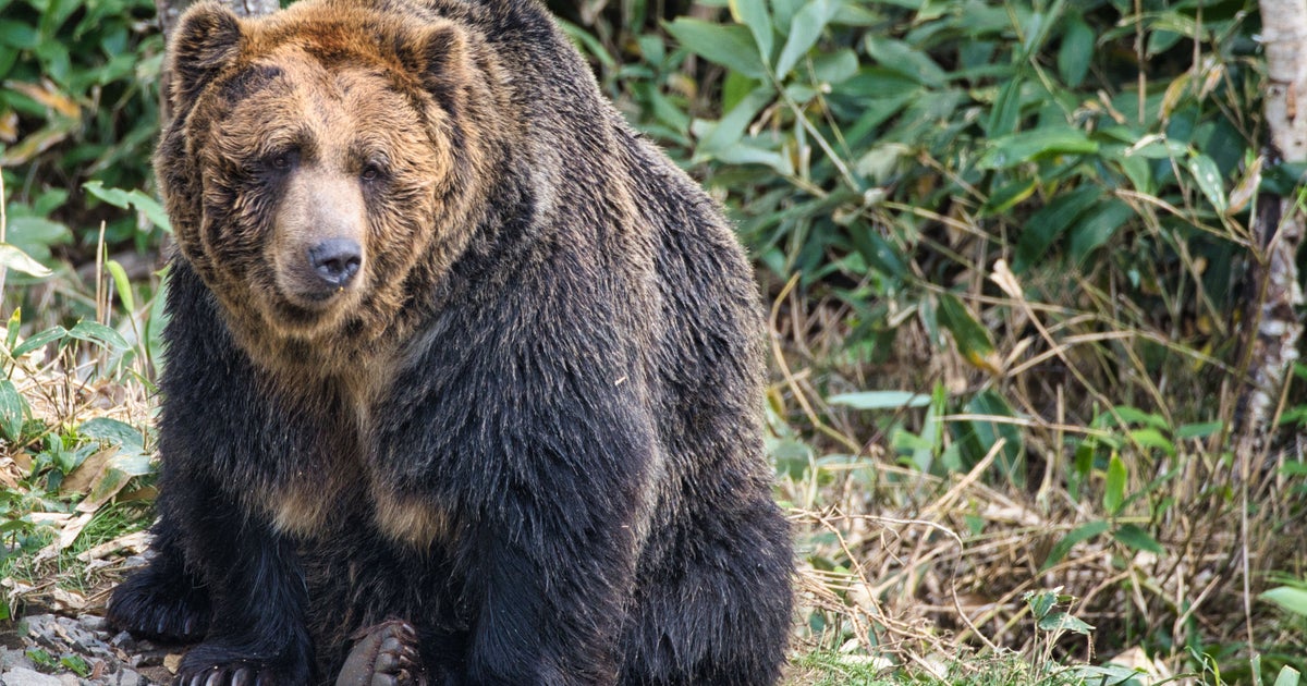 北海道・札幌市円山動物園のヒグマの冬眠穴の“サイズ感”にネット騒然⇨「でかい！」「改めてすごい生き物」の声