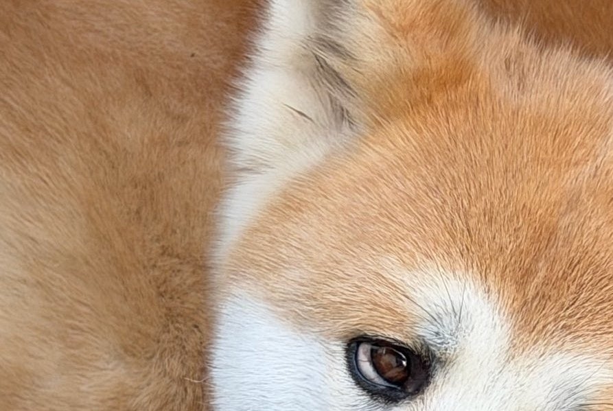すぐ顔に出ちゃう犬。あまりにも不服全開の表情に「言葉がなくてもわかる…」「いい顔すぎるw」と爆笑