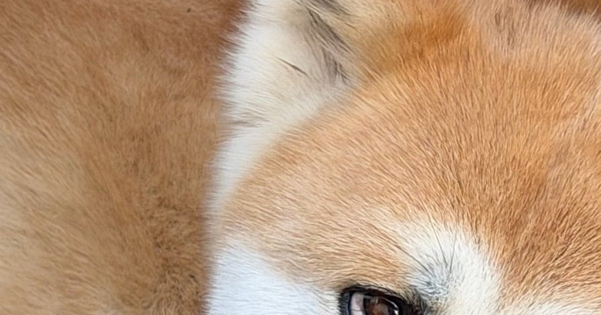 すぐ顔に出ちゃう犬。あまりにも不服全開の表情に「言葉がなくてもわかる…」「いい顔すぎるw」と爆笑