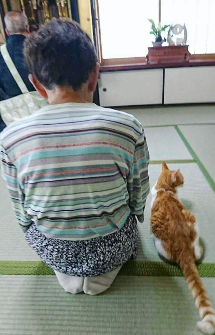 いつも法事に参加する実家猫、5分もたたずに見せる“最高に猫”な姿に「天下御免のお猫様」「お利口な猫ちゃん」