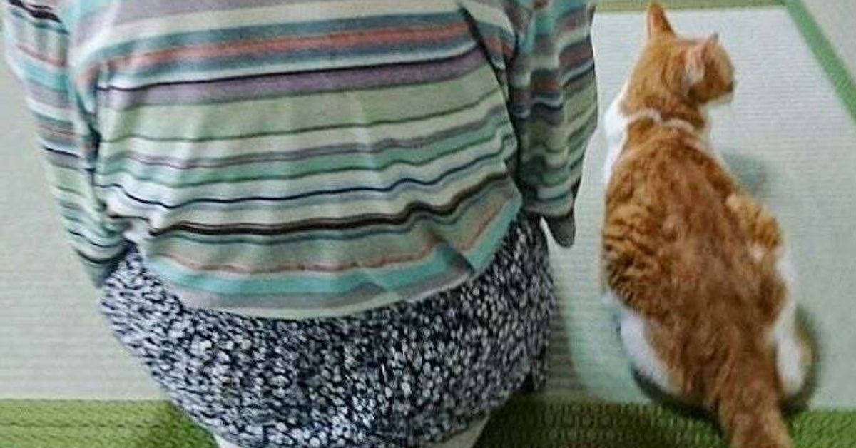 いつも法事に参加する実家猫、5分もたたずに見せる“最高に猫”な姿に「天下御免のお猫様」「お利口な猫ちゃん」