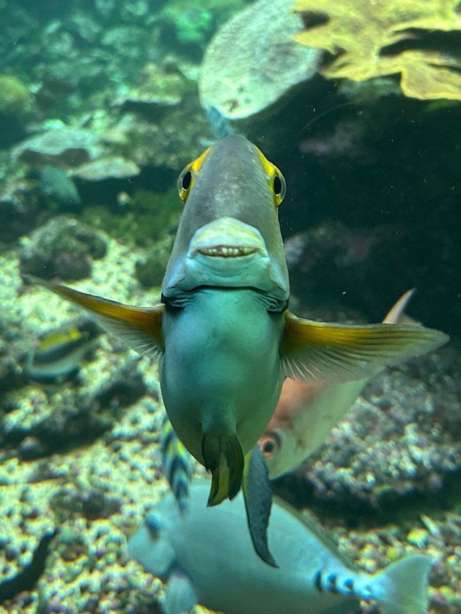 「魚も笑うんだ…」水槽で見せたハギの笑顔にネット民ジワる⇒「初対面の人に会った時のワイ」
