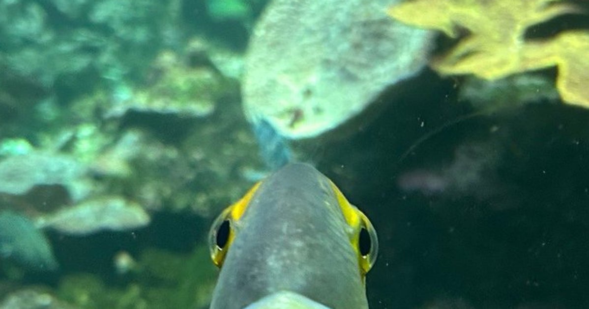 「魚も笑うんだ…」水槽で見せたハギの笑顔にネット民ジワる⇒「初対面の人に会った時のワイ」