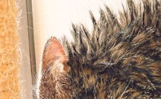 風呂上がりに“ブチ切れ”しながら毛づくろいする愛猫⇨「恐怖すぎる！」「猫を洗ってはいけない」の声
