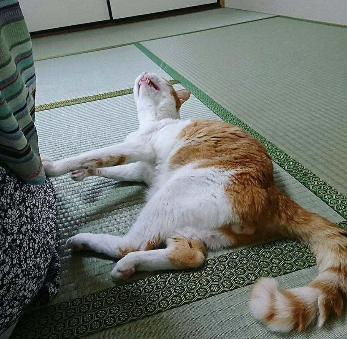 いつも法事に参加する実家猫、5分もたたずに見せる“最高に猫”な姿に