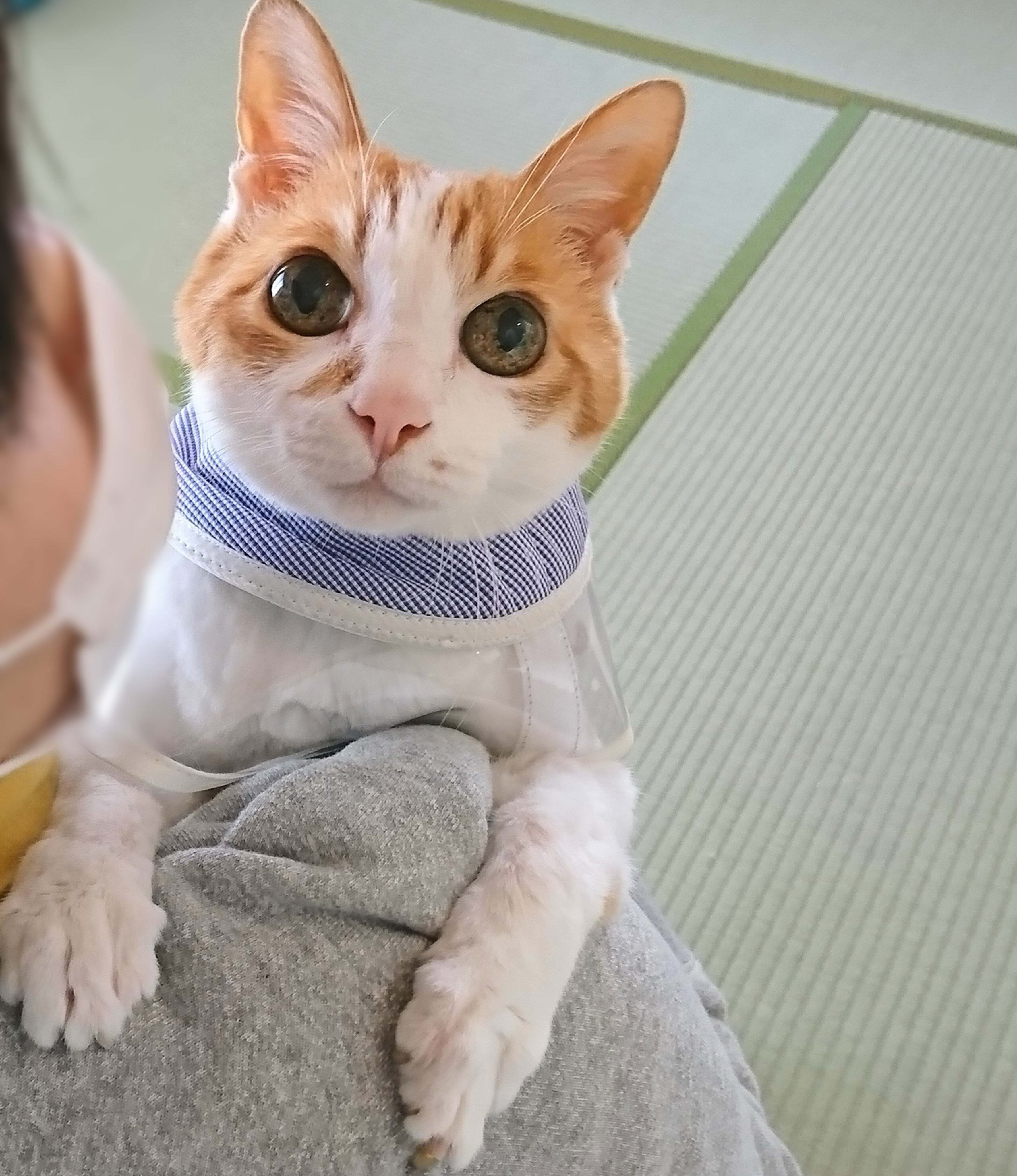 いつも法事に参加する実家猫、5分もたたずに見せる“最高に猫”な姿に